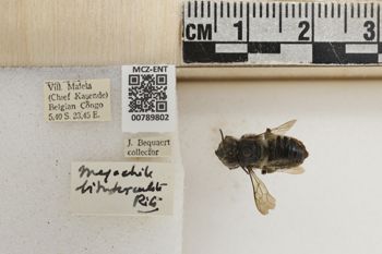 Media type: image;   Entomology 789802 Aspect: Labels